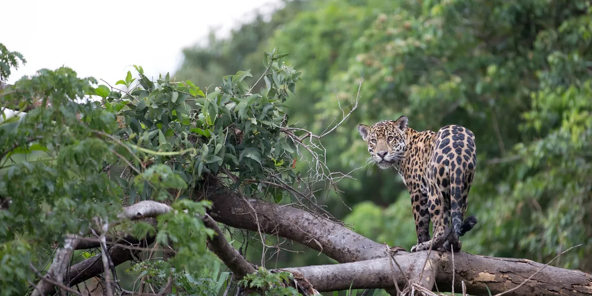 Jaguar on a branch looking back