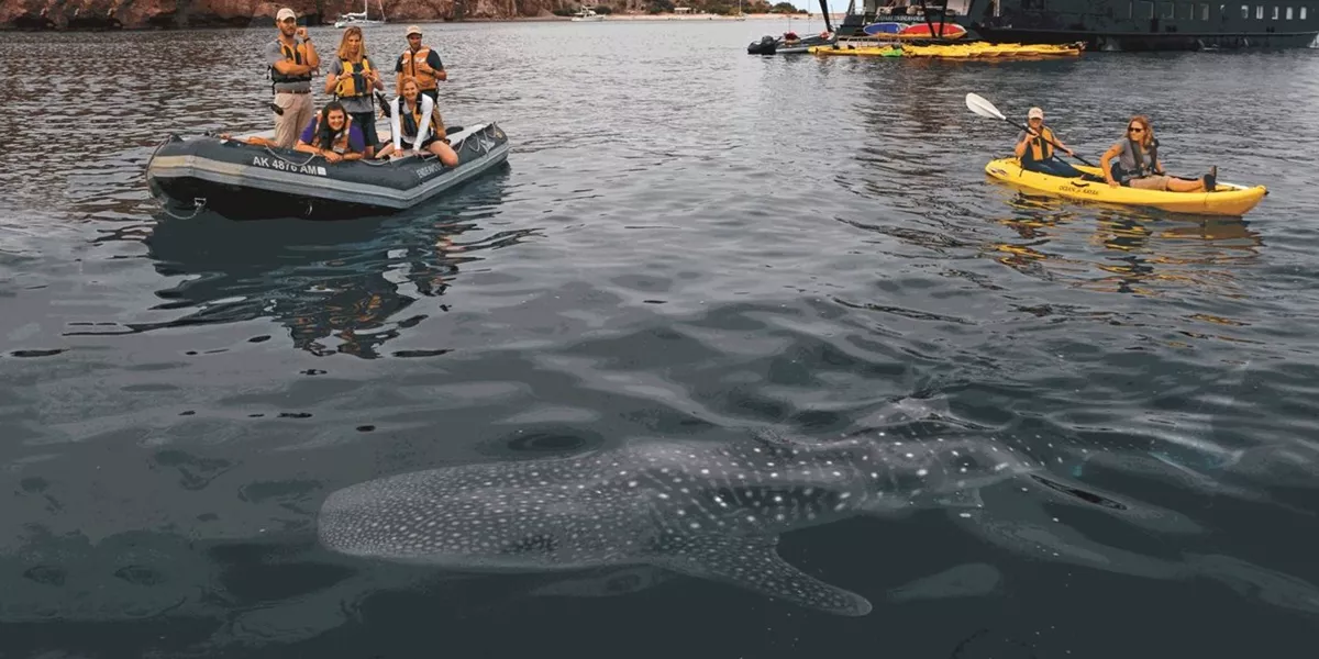 Whale Shark Kayak Creditjohnrhoward Expanded