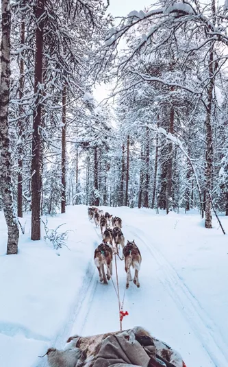 Finland Lapland Dog Sledding