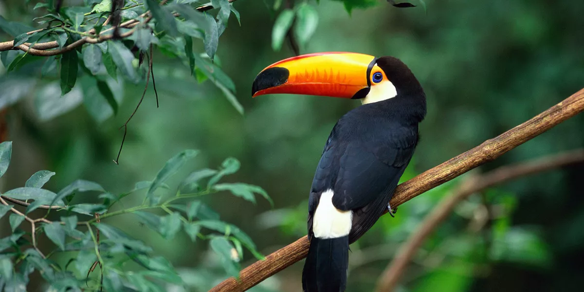 Toucan
