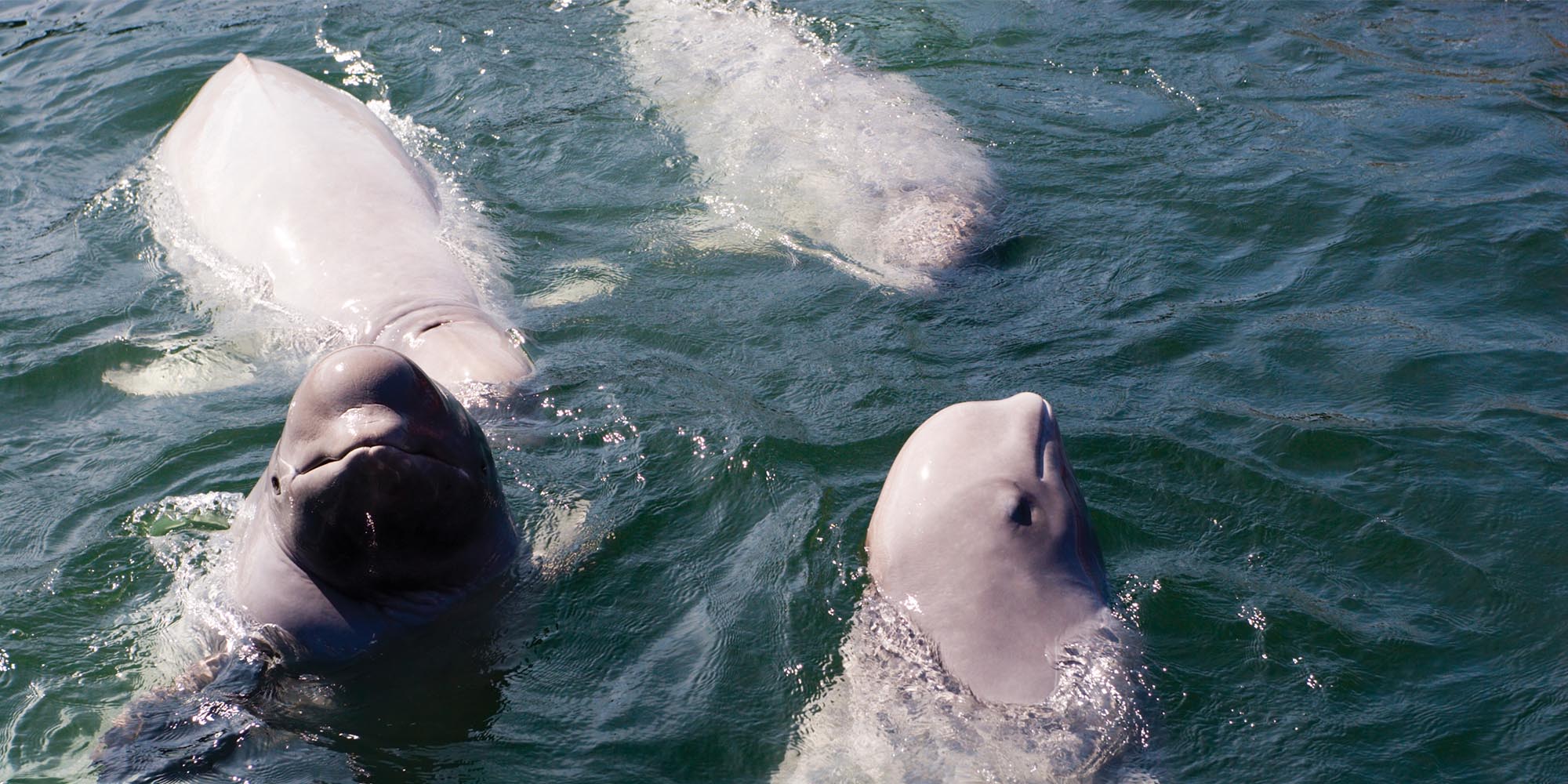 AWT Belugas, Bears Blooms