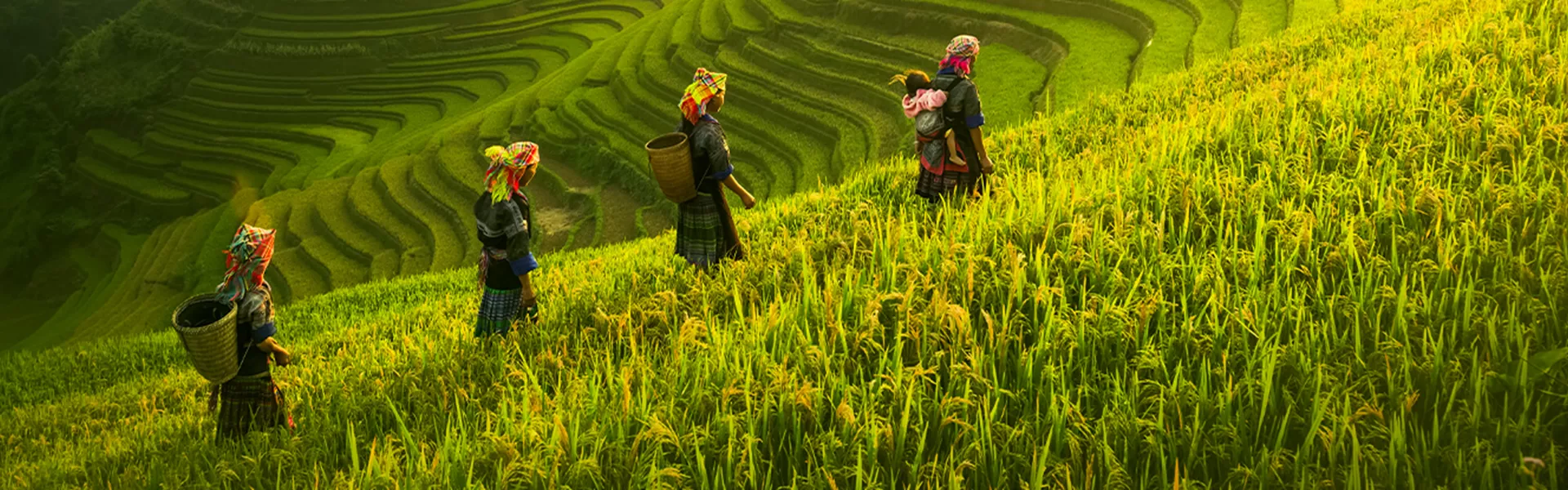 Four people harvesting terraced fields in Vietnam
