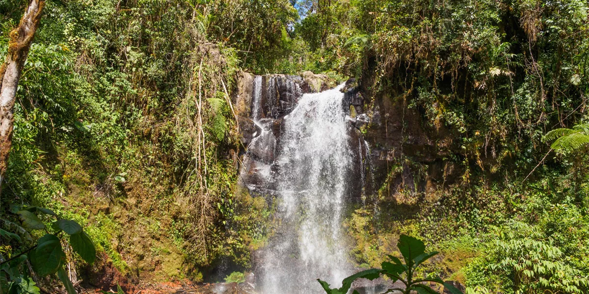 Waterfall among forest
