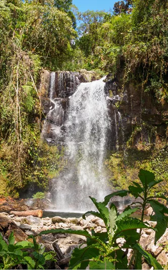 Waterfall among forest