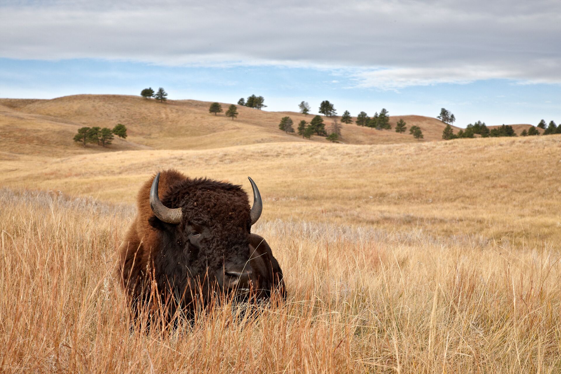 Bison lying down in a field