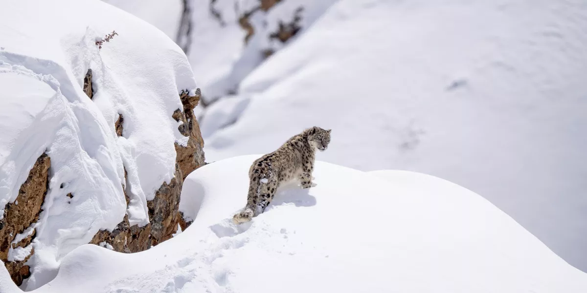Snow Leopard on snowy hill