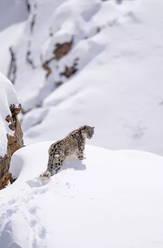 Snow Leopard on snowy hill