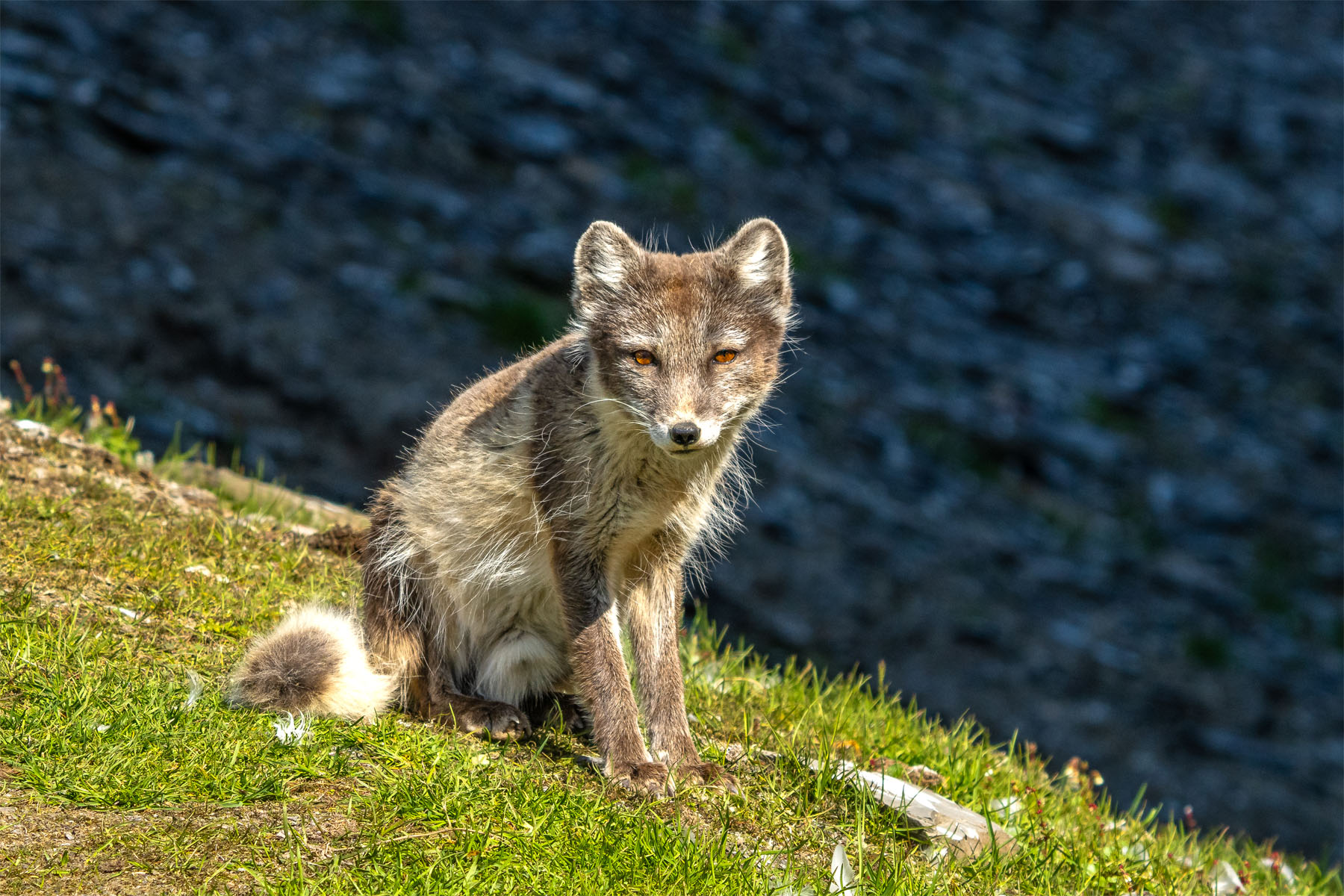 Arctic Fox