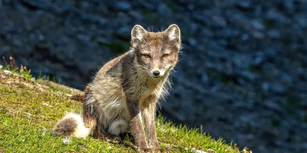 Arctic Fox
