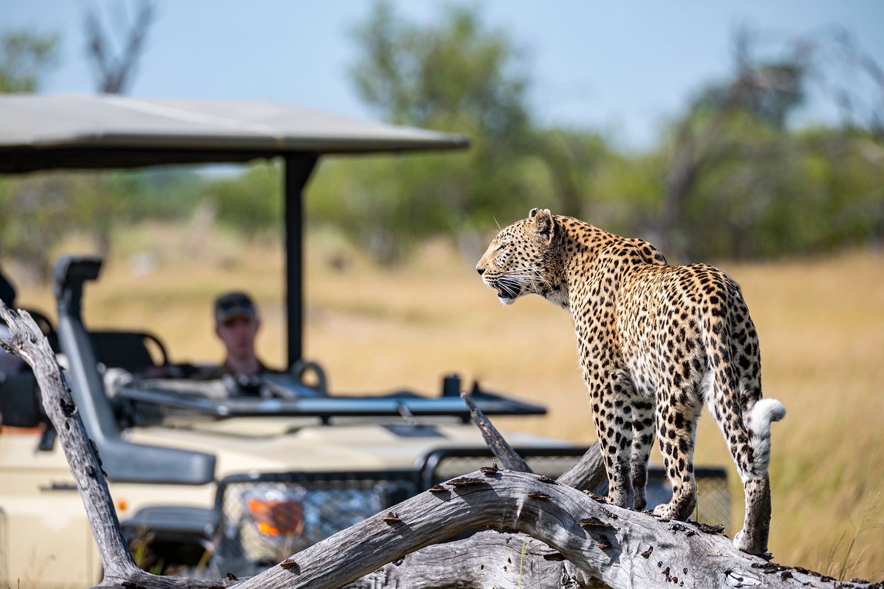 Leopard with safari vehicle