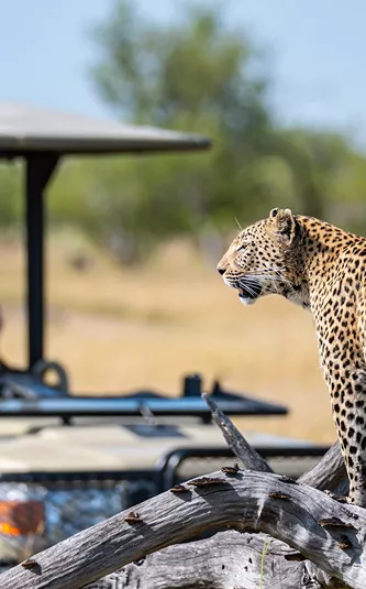 Leopard with safari vehicle