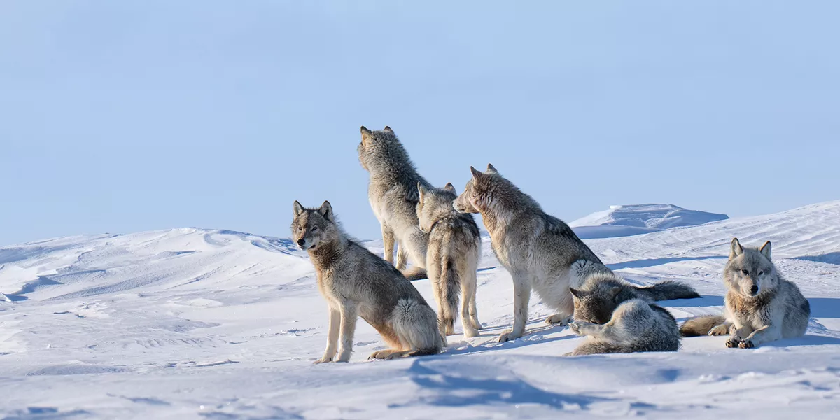 A Pack of wolves gathered in an icy landscape