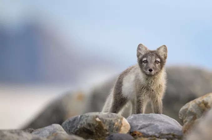 Portrait Of Arctic Fox