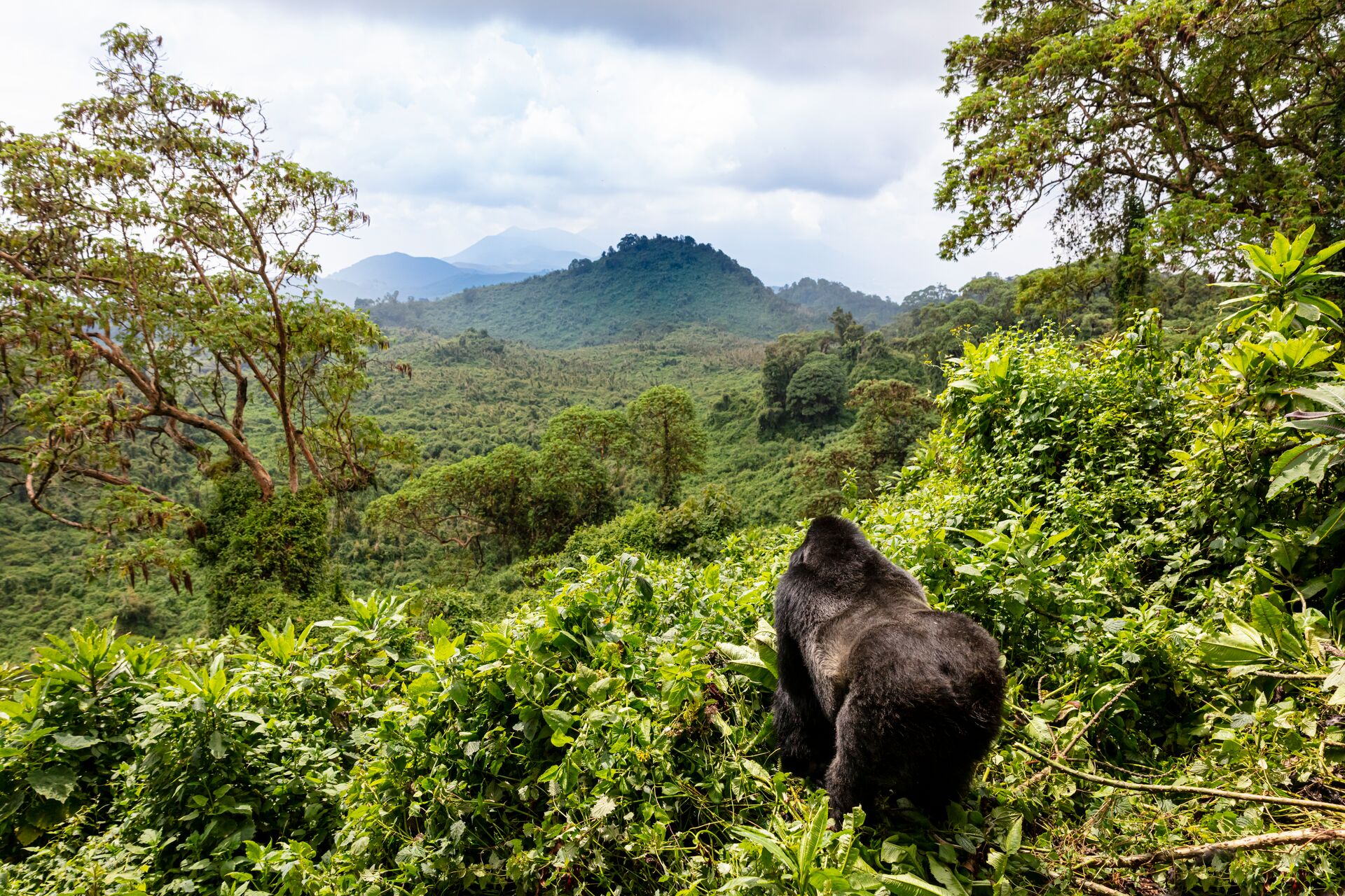 Gorilla Looking Out Towards Forest