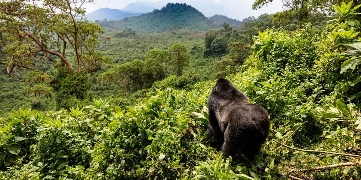 Gorilla Looking Out Towards Forest