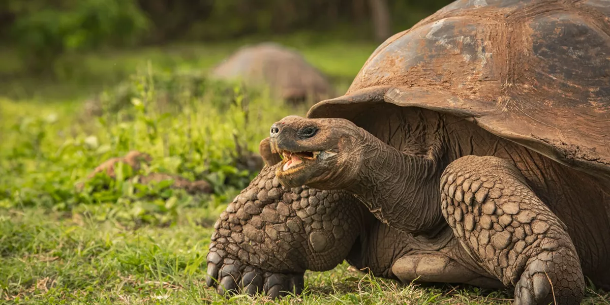 Galapagos Tortoise mid chew