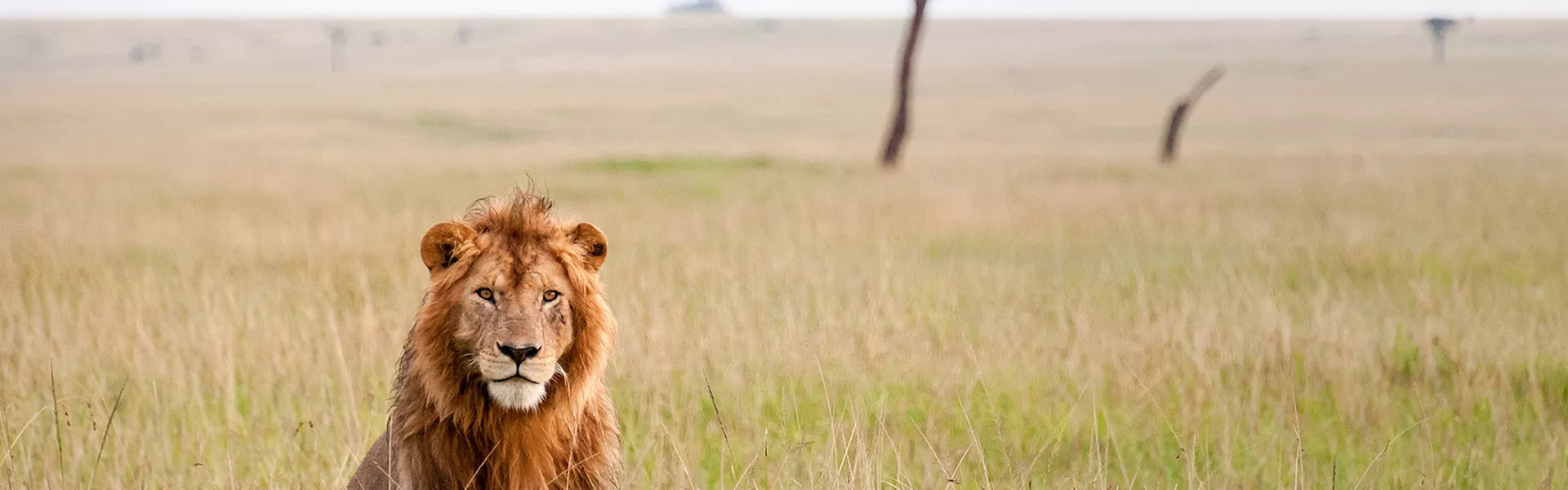 Lion in the grass