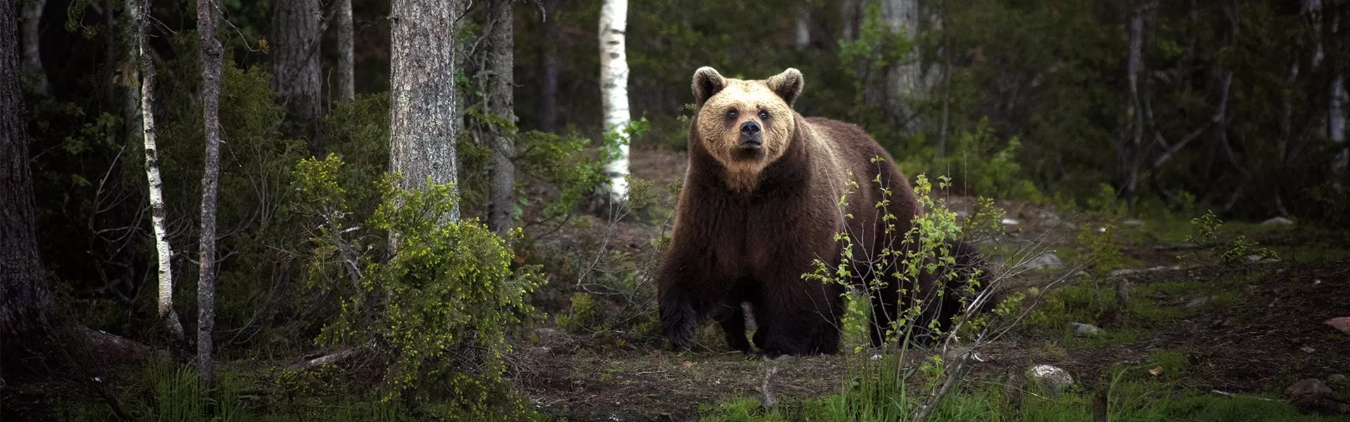 A bear in a forest in Finland