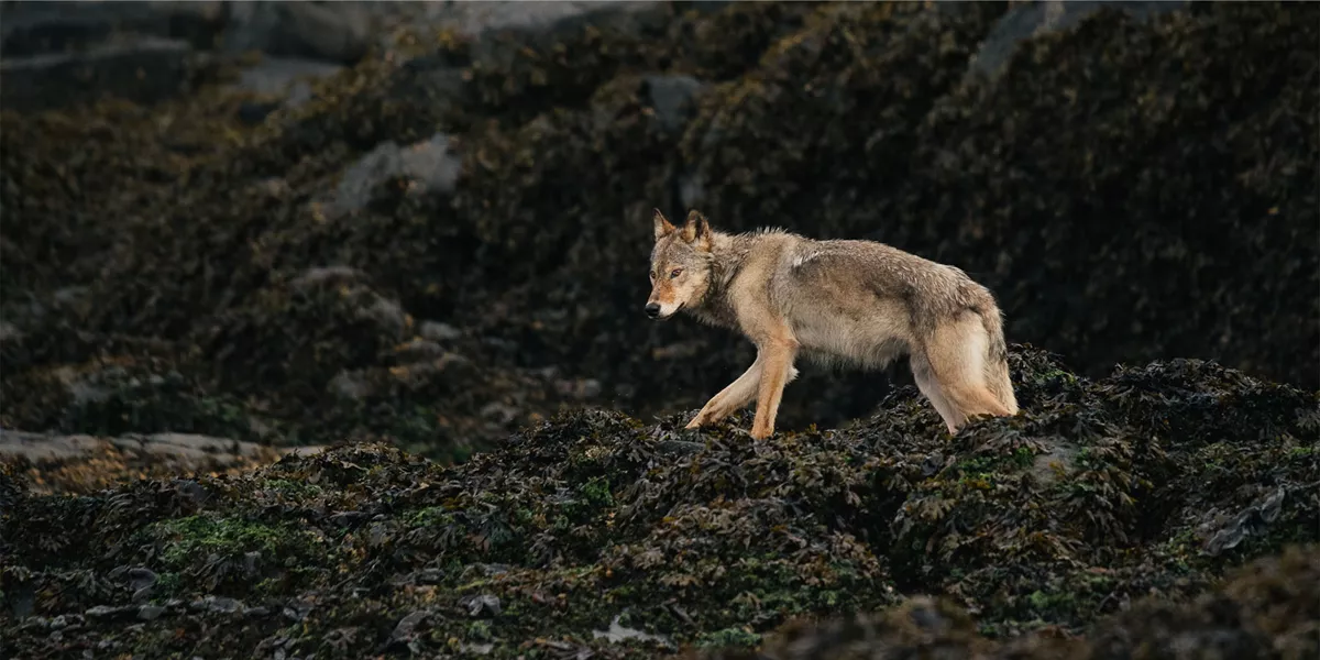 Wolf on rocks