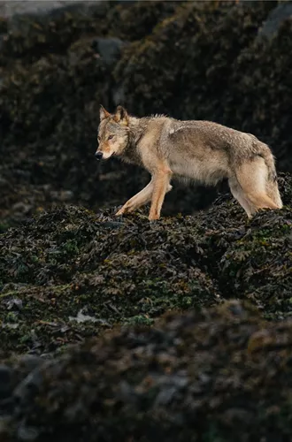 Wolf on rocks