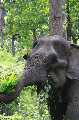 Yok Don Elephant Kham On - elephant eating foliage