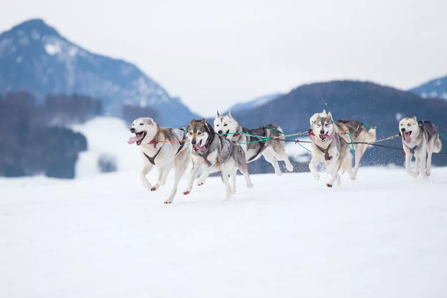 Siberian Huskies running, pulling along a sled