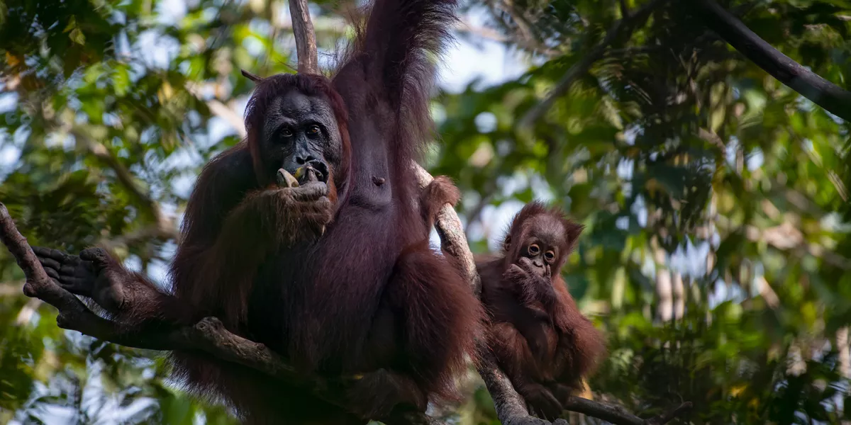 Orangutans in the wild