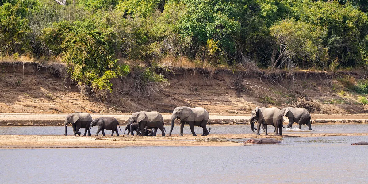 Elephants crossing a river