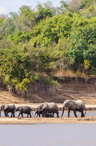 Elephants crossing a river