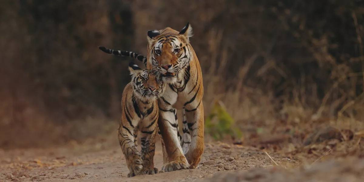 Tigers cuddling in Bandhavgarh National Park, India