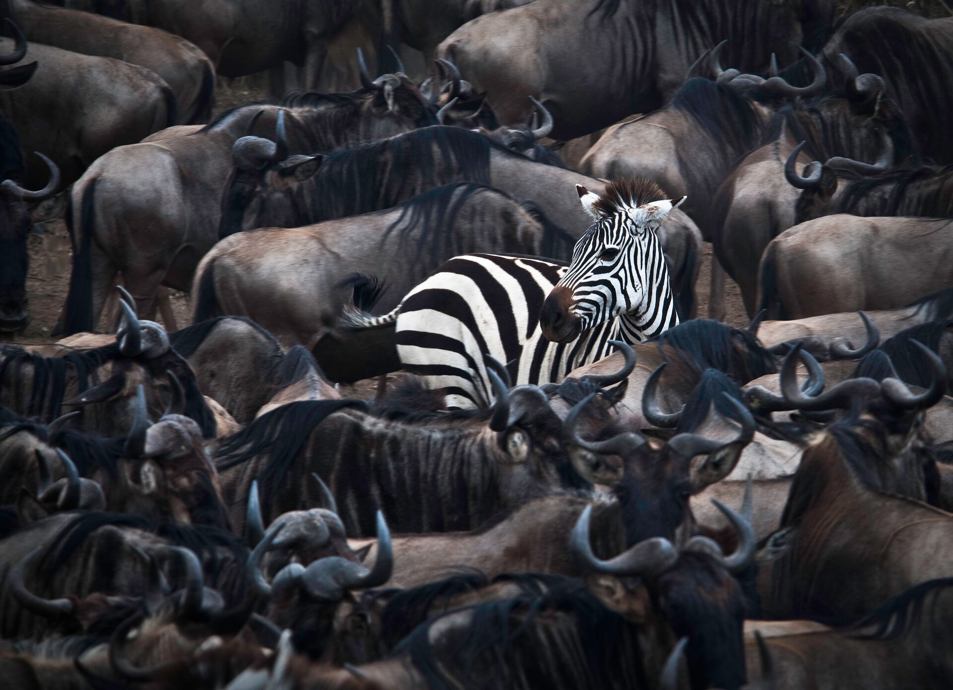 Zebra In The Midst Of Wildebeest