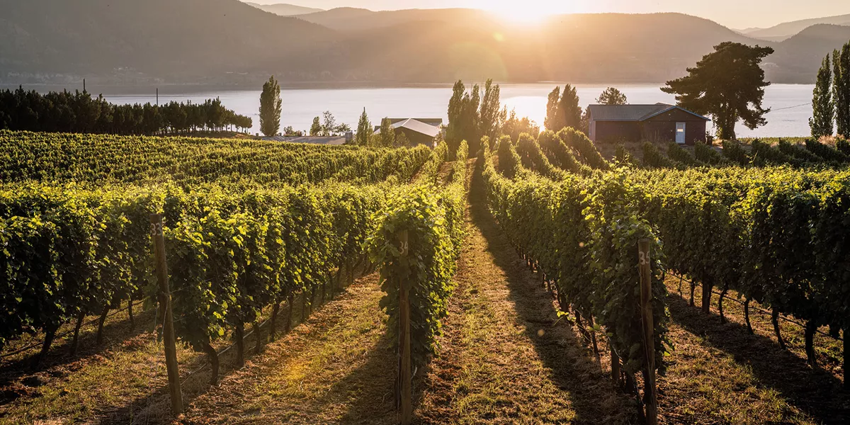Canadian Vineyards