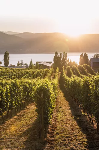 Canadian Vineyards