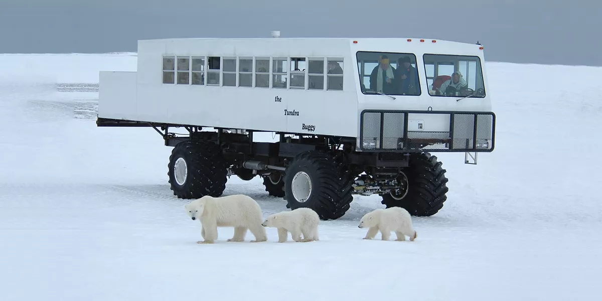 Three polar bears with a vehicle behind them in Tundra Buggy Lodge